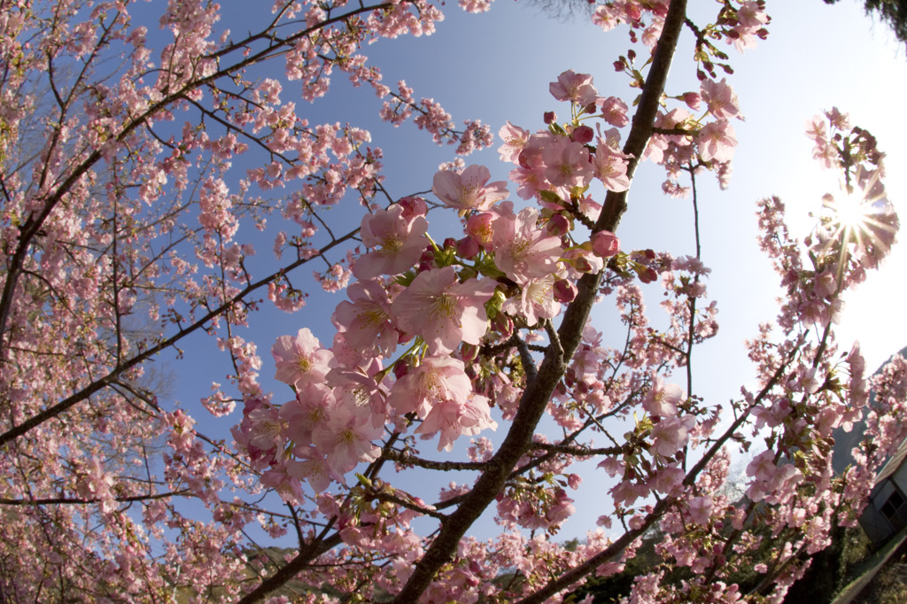 河津桜