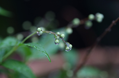 雨上がり