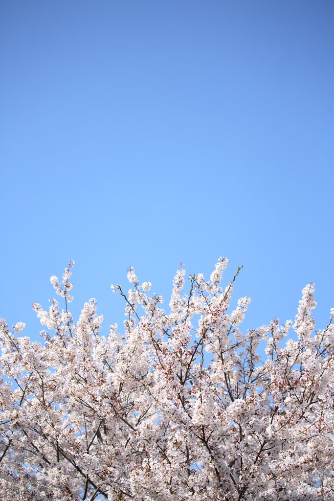 春の空