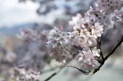 きりっと桜