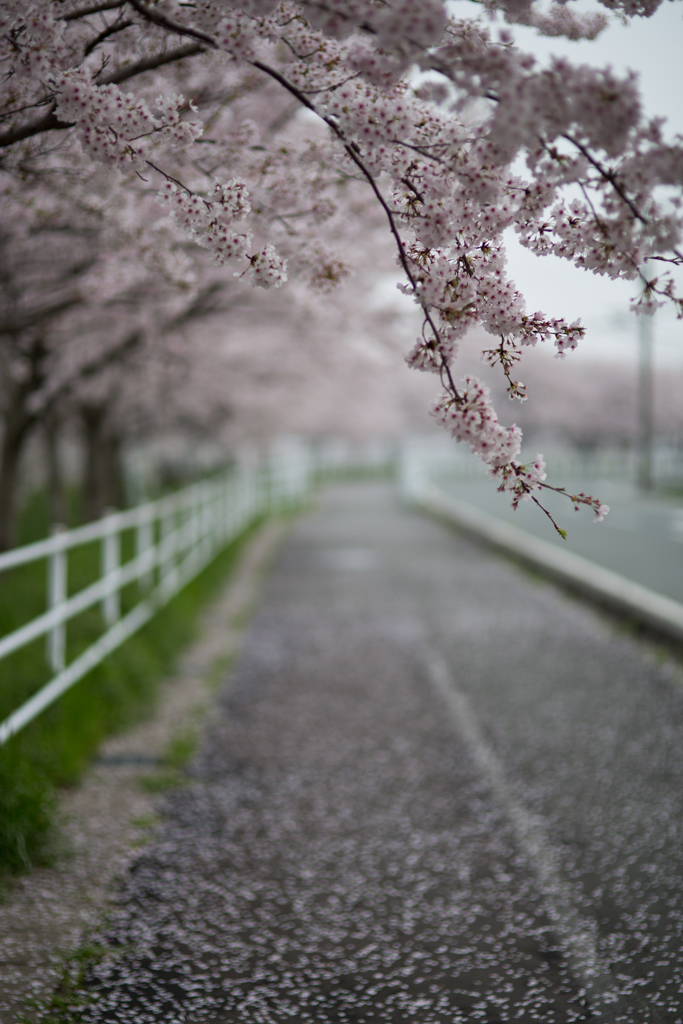 曇天の桜