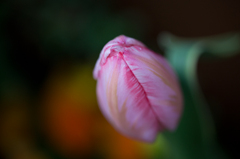 Colors