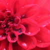 夏の花