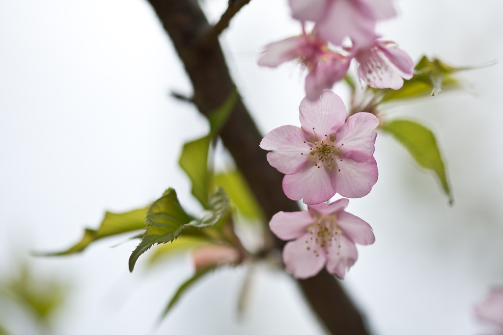 葉桜