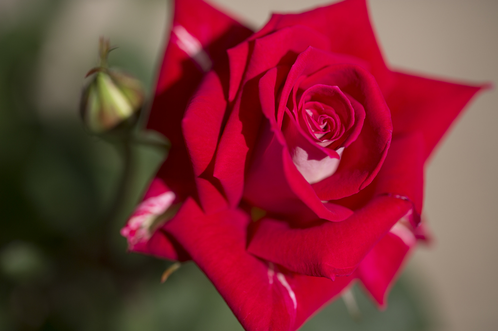 ジャスピンの薔薇