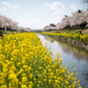 春の風景