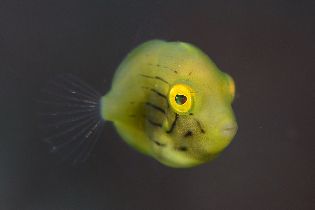アオサハギ