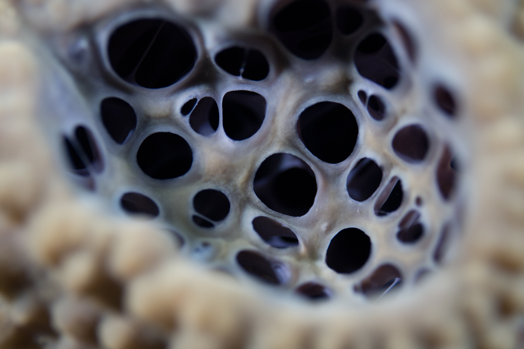 HOLES