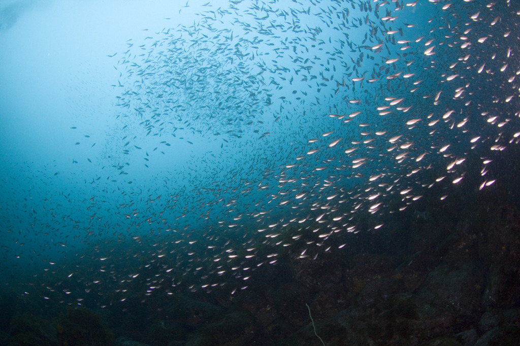 渦型魚群