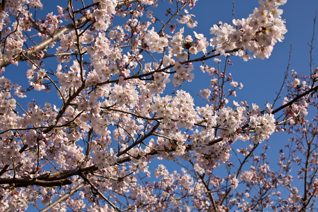 桜桜