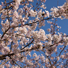 桜桜