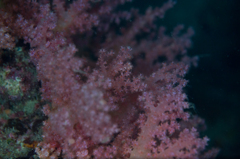 海底桜