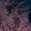 海底桜