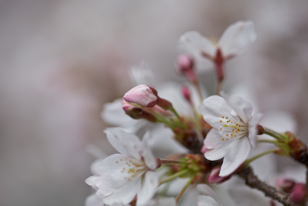 蕾桜