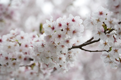 如何にも桜
