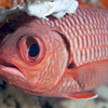 魚類