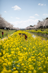 菜の花ROAD