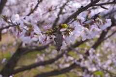 ミノムシの花見