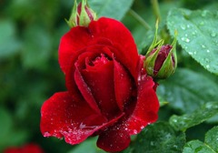 雨に濡れたバラ05