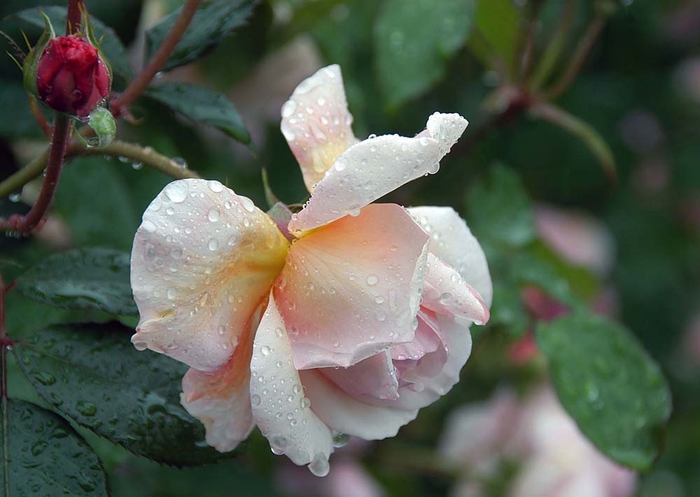 雨に濡れたバラ02