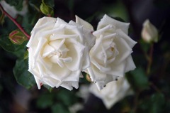 雨に濡れたバラ06