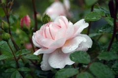 雨に濡れたバラ03