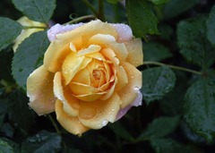 雨に濡れたバラ07