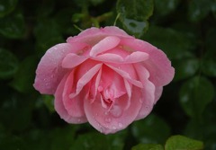 雨に濡れたバラ04