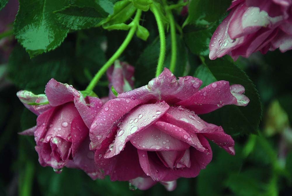 雨に濡れたバラ01