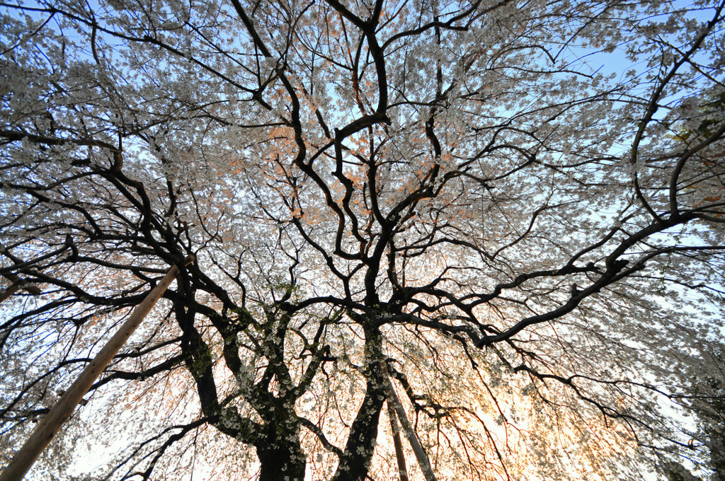 枝垂桜