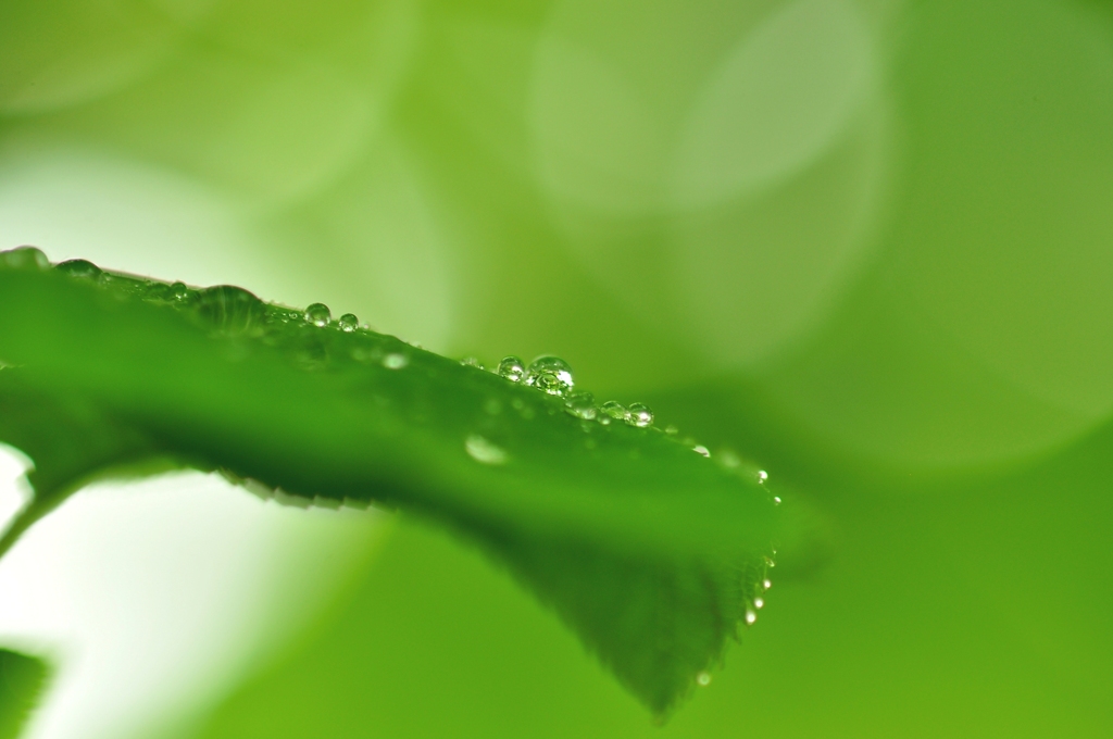 ５月　新緑　雨上がり