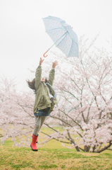 雨降り桜