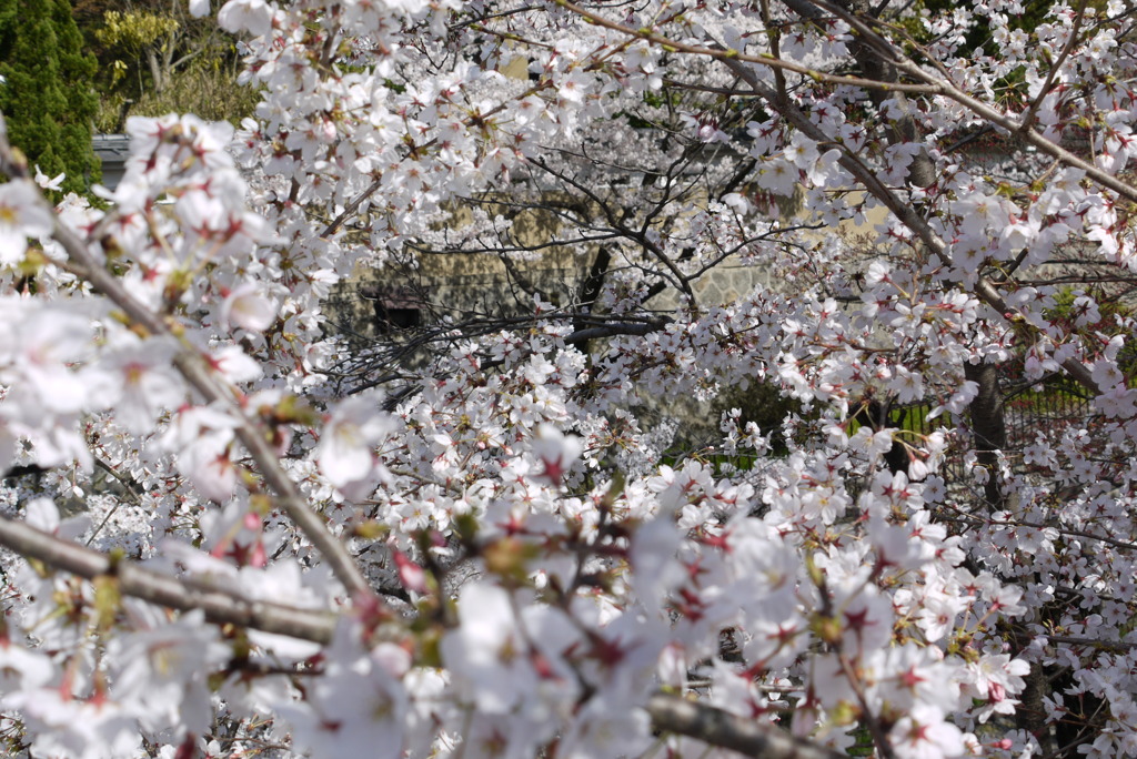 京都　蹴上の桜