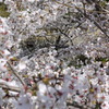 京都　蹴上の桜