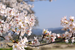 京都 賀茂川の桜(1)
