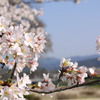 京都 賀茂川の桜(1)