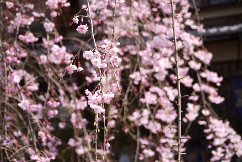 京都 祇園白川の桜
