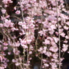 京都 祇園白川の桜