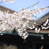 清水寺の桜(2)