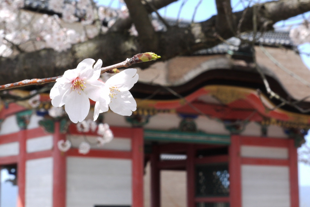 清水寺の桜(1)