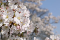 京都 賀茂川の桜(2)