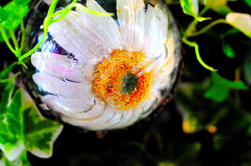 Flower in lamp