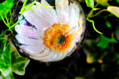 Flower in lamp