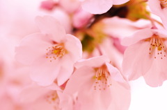 桜。