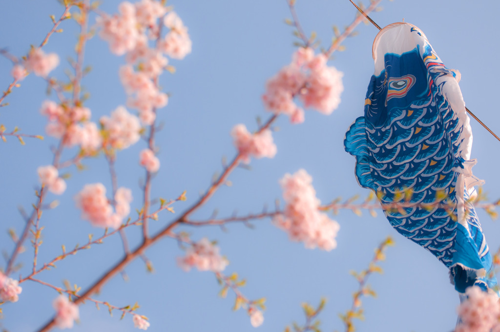 桜鯉