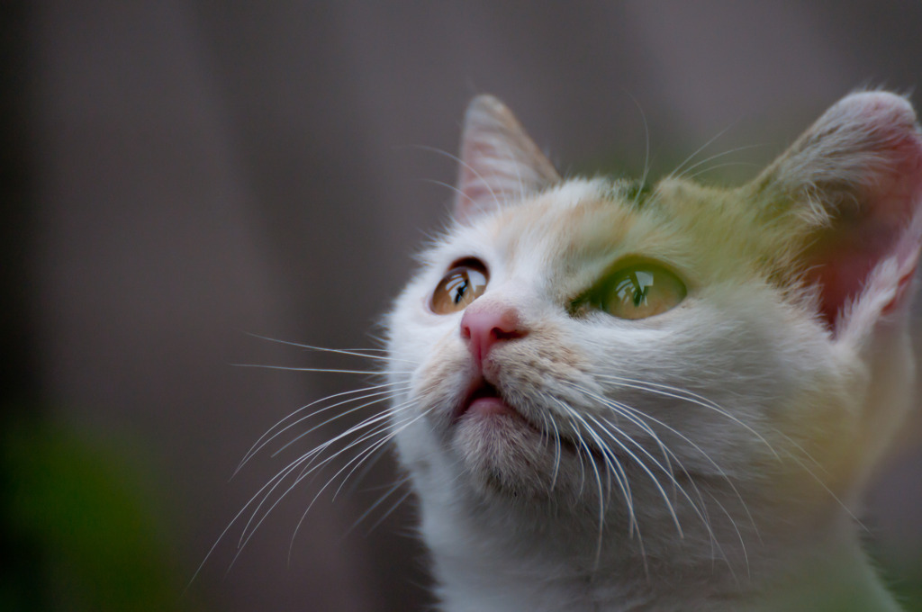 猫、空ヲ仰イデ何思フ？