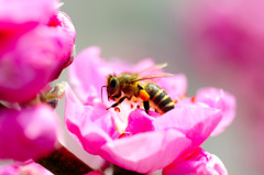 『蜜』