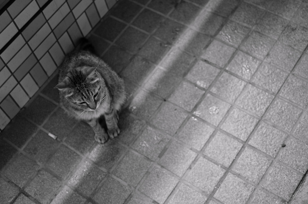 捨テ猫ナリノ…。
