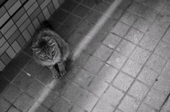 捨テ猫ナリノ…。