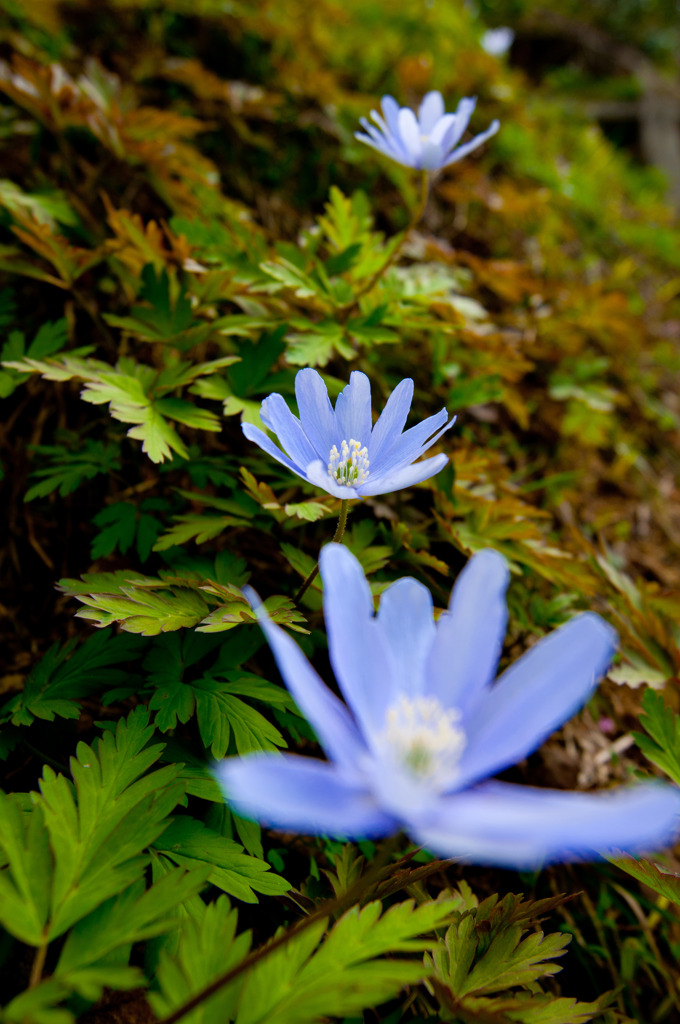 片栗花